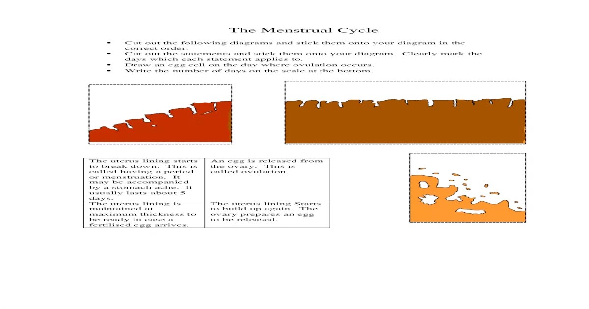 Menstrual cycle graphing lab #12 answer key