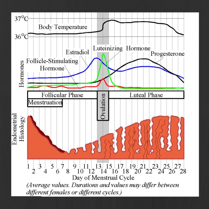 Menstrual cycle hormones cb7a biology combined edexcel activities science docx kb