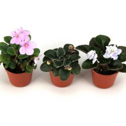 An african violet grower observes