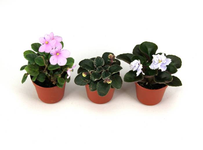 An african violet grower observes