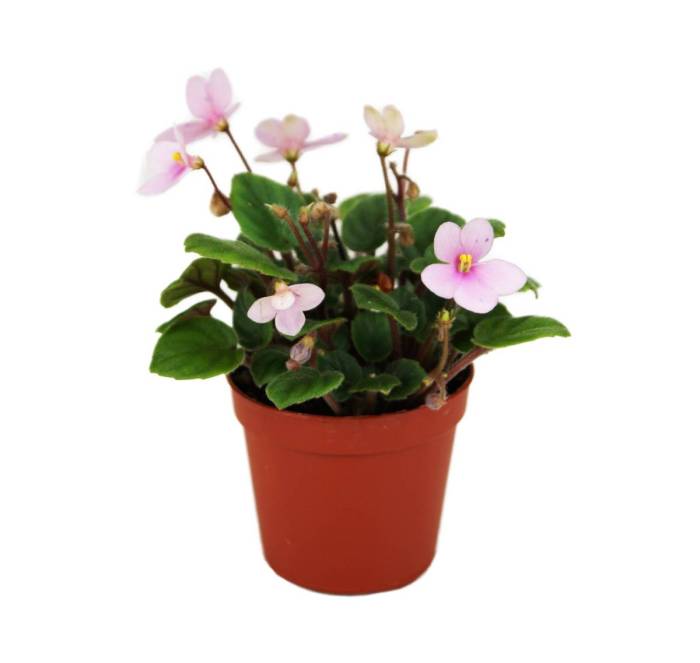 An african violet grower observes