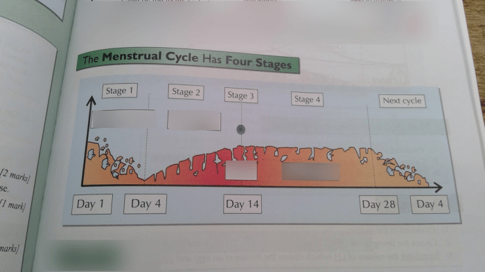 Menstrual cycle graphing lab #12 answer key