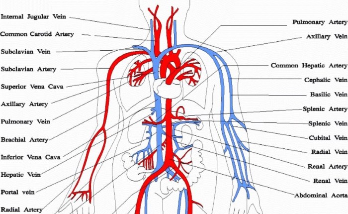 Thoracic vessels collateral vena cava syndrome springer